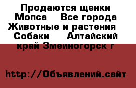 Продаются щенки Мопса. - Все города Животные и растения » Собаки   . Алтайский край,Змеиногорск г.